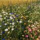 Nectar Flower Mix (CAHL1 & CNUM2)
